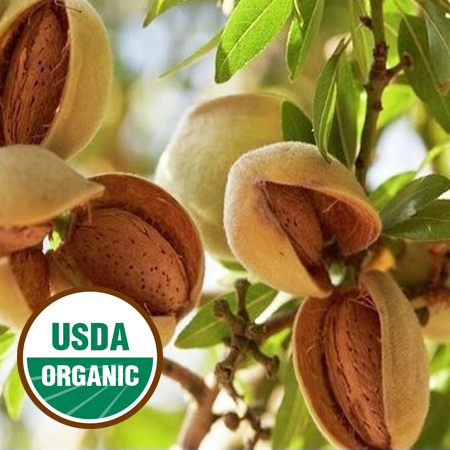 Almond Sweet Oil ORGANIC