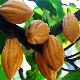Cocoa Absolute Oil