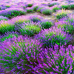 Lavender Essential Oil Population 