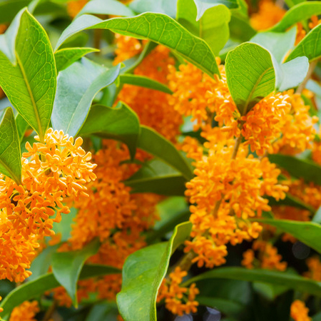 Osmanthus Absolute