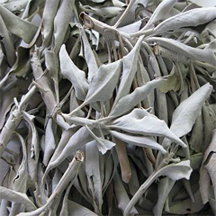 WHITE SAGE LEAVES WHOLE (CERAMONIAL)