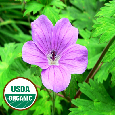 Rose Geranium Essential Oil ORGANIC 