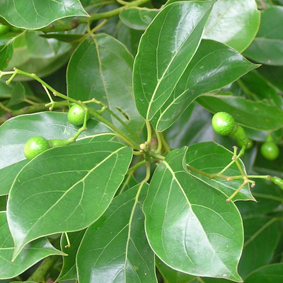 Ho Wood Floral Water Organic