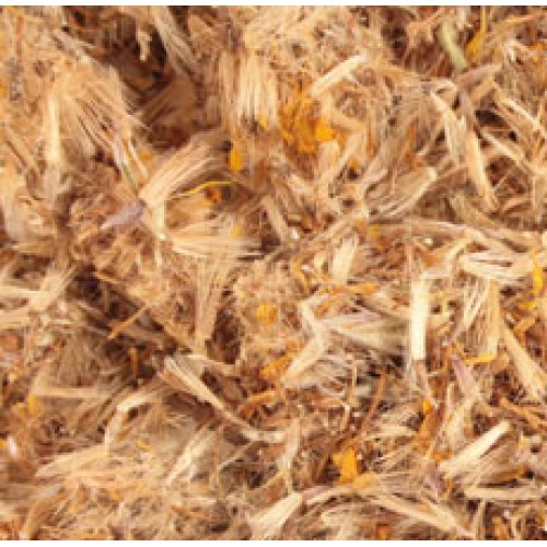 Arnica Montana Flowers