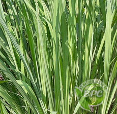 H2O African Bluegrass Essential Oil (India)