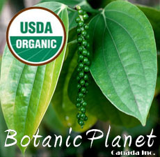 Pepper Black Essential Oil (ORGANIC)