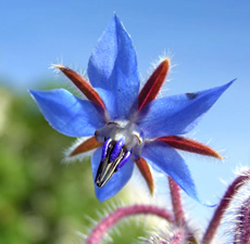 Borage Oil Organic RBDW