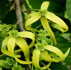 Cananga Floral Water 