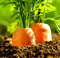 Carrot Seed Essential Oil (INDIA)