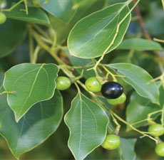 Ho Wood Essential Oil