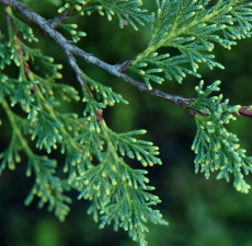 Cypress Floral Water France