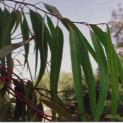 H2O Eucalyptus Globulus Oil (China)