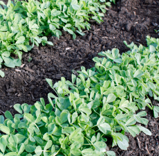 H2O Fenugreek Essential Oil (India)