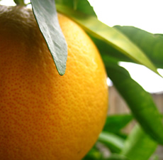 Grapefruit Pink Floral Water