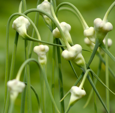 Garlic Essential Oil (India)