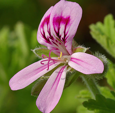 H2O Geranium Essential Oil 