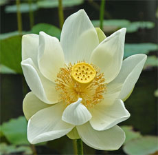 H2O Lotus White Oil (India)