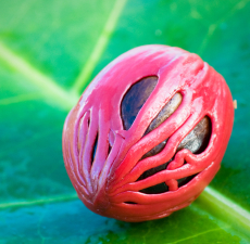 H2O Mace Essential Oil