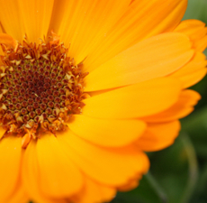 Calendula Essential Oil 5%