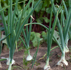 Onion Essential Oil 5percent