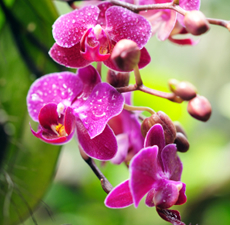 Orchid Flower Absolute
