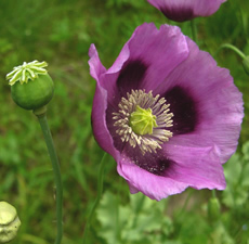 Poppy Seed Oil Virgin Organic