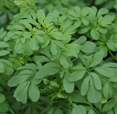 Rue Essential Oil (Morocco)