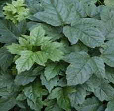 SNOWBALL (CRAMP BARK) C/S