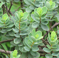 UVA URSI LEAVES WHOLE