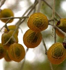 Reetha Powder Hair wash