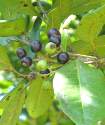 H2O  Allspice Essential Oil (India)