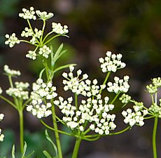 Aniseed Essential Oil (Spain)