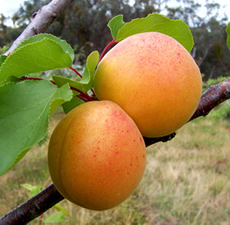Apricot Kernel Oil 