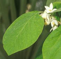 H2O Benzoin Essential Oil