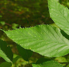 H2O Birch Sweet Essential Oil