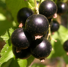 Black Current Seed Oil 14% GLA