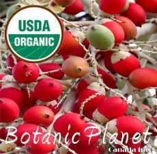 Palm Kernal Oil ORGANIC