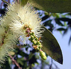 Cajeput Floral Water (Indonesia)