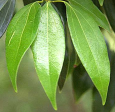 Cassia Essential Oil (China)