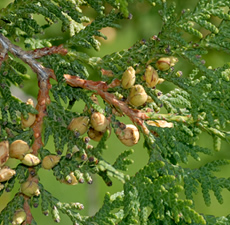 H2O Cedar Leaf  Essential Oil