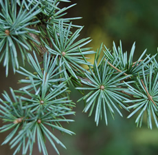 H2O Cedar Wood  Essential Oil