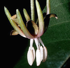 Chalmogra Carrier Oil (India)