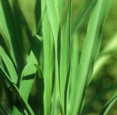 Citronella Essential Oil (Ceylon) (Shri Lanka)