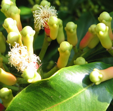 H2O Clove Essential Oil