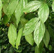 H2O Copaiba Balsam Essential Oil