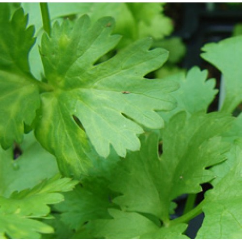 Coriander Essential Oil (Russia) ORGANIC