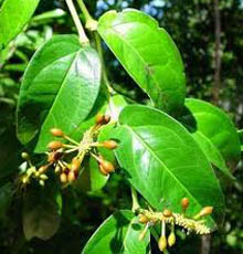 Cubeb Essential Oil (Indonesia)