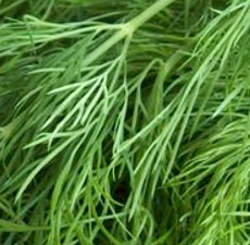 Dill Seed Essential Oil (Austria) ORGANIC