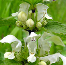 WHITE NETTLE LEAVES