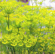 H2O Fennel Essential Oil (Austria)